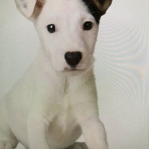 Meet your Posher, Elliott